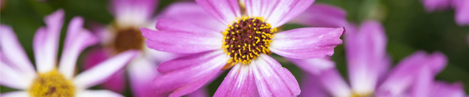 Bodendecker online kaufen | Bauer Baumschulen AG Bodendecker online kaufen | Bauer Baumschulen AG