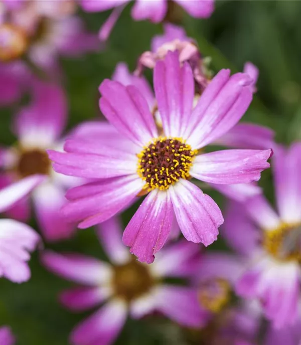 Coreopsis rosea 'American Dream'