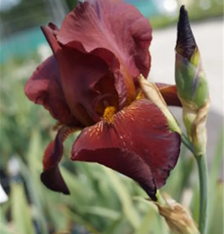 Grand Iris