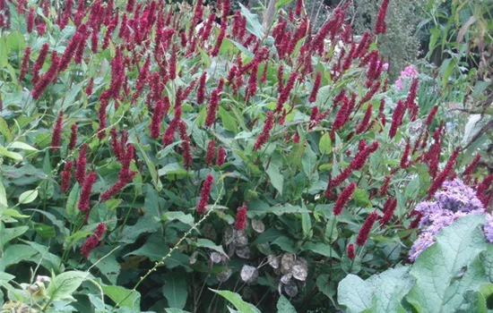 Persicaria amplexicaulis 'Blackfield'