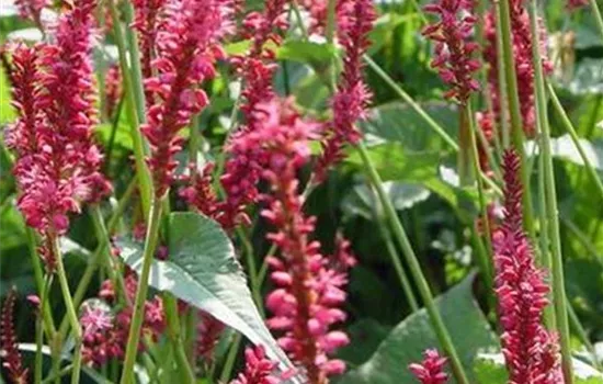 Persicaria amplexicaulis 'Speciosa'