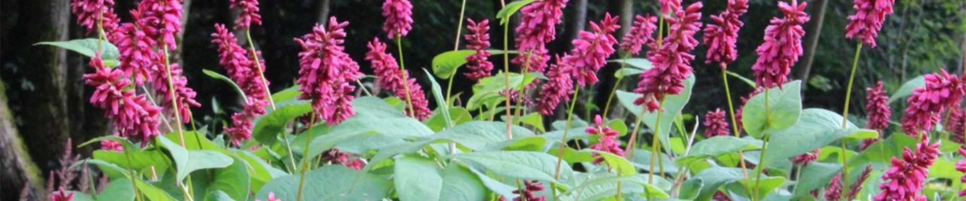 Boutique de plantes Boutique de plantes