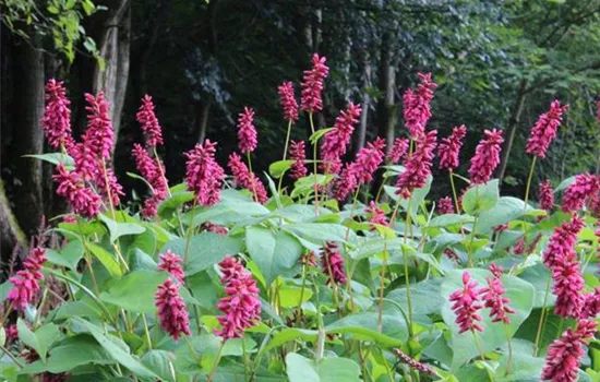 Persicaria amplexicaulis 'Inverleith'