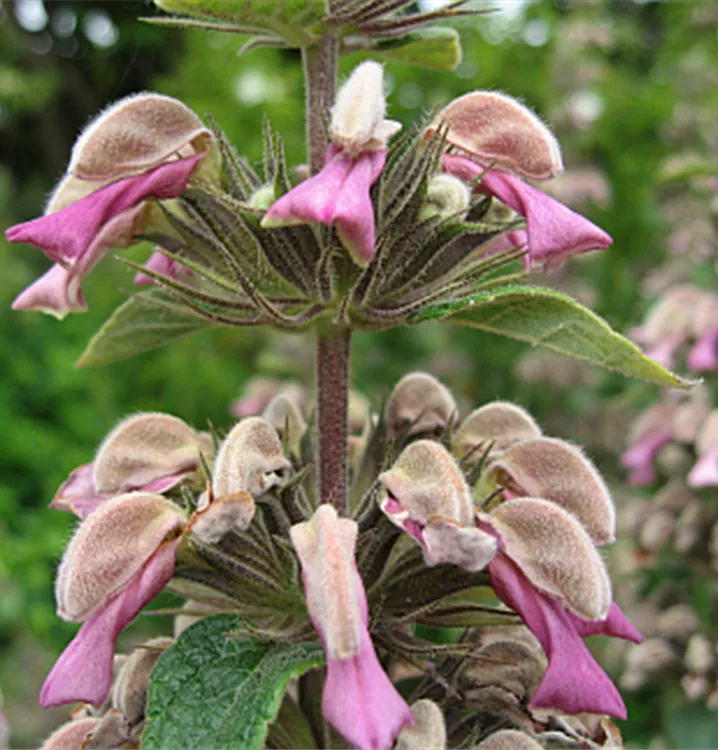 Brandkraut - Phlomis samia (echt)