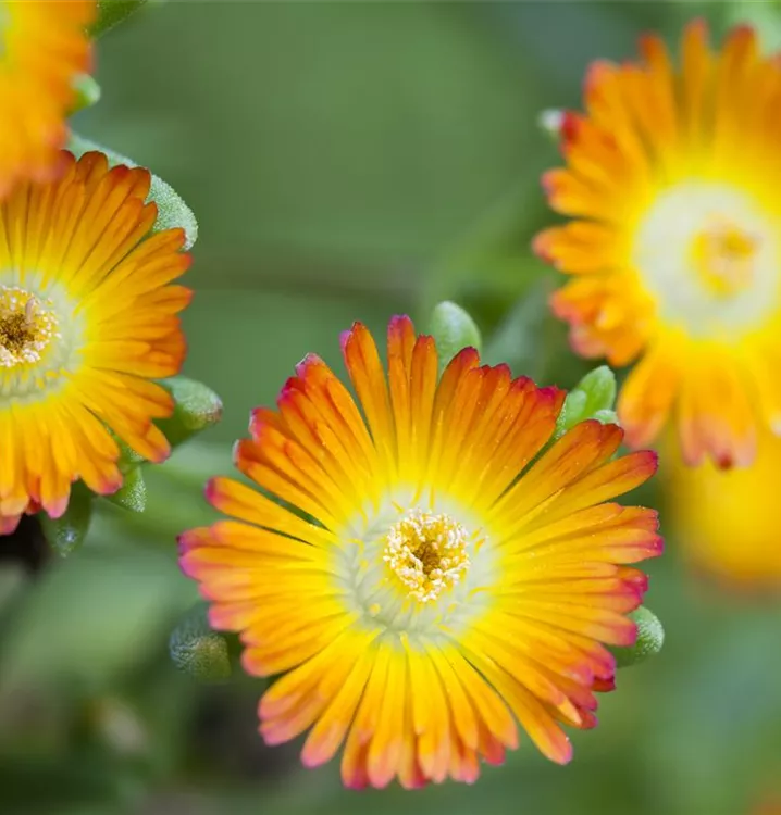 Mittagsblümchen - Delosperma 'New Fire'