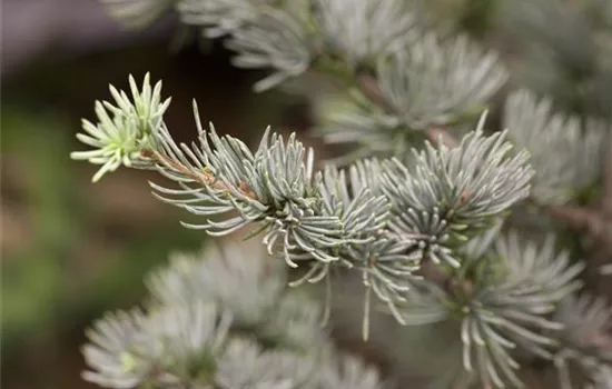 Cedrus libani 'Glauca'