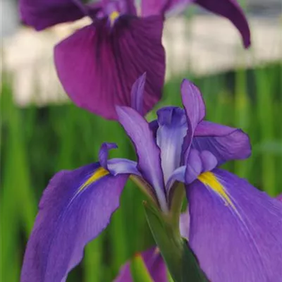 Topfgrösse 0.5 Liter - Sumpfschwertlilie - Iris ensata