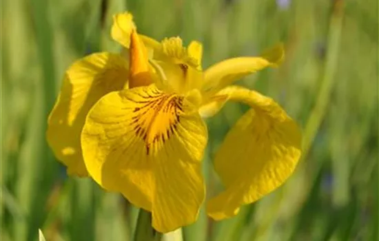 Iris pseudacoros 'Variegatus'