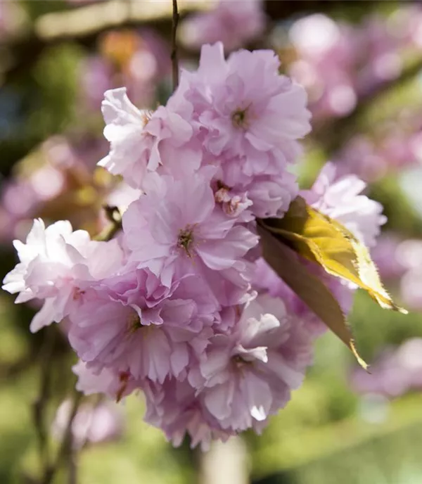 Prunus sargentii 'Rancho'