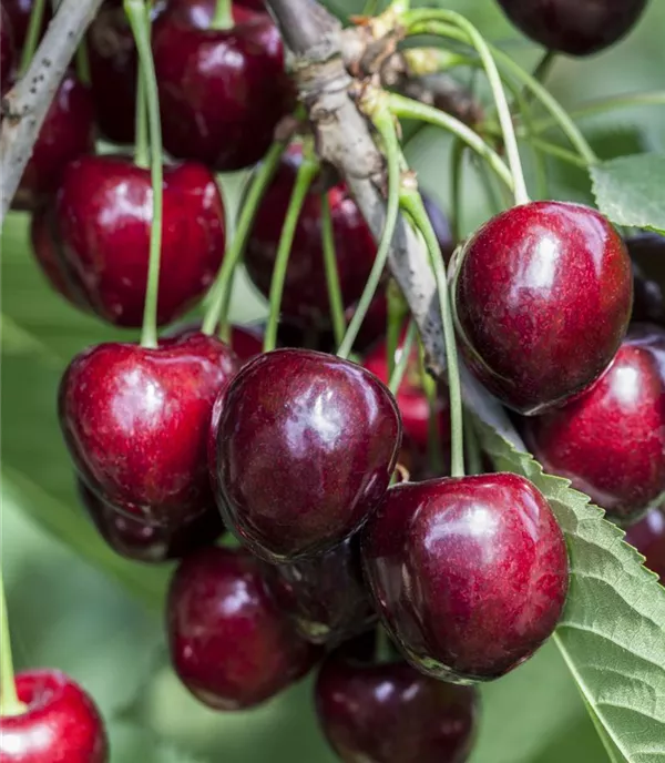 Prunus (Kirsche) 'Kordia'