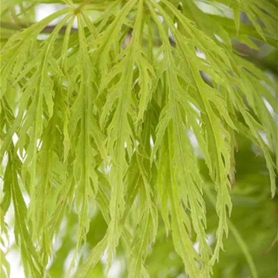 Acer palmatum 'Dissectum' kaufen - grüner Schlitzahorn Acer palmatum 'Dissectum' kaufen - grüner Schlitzahorn