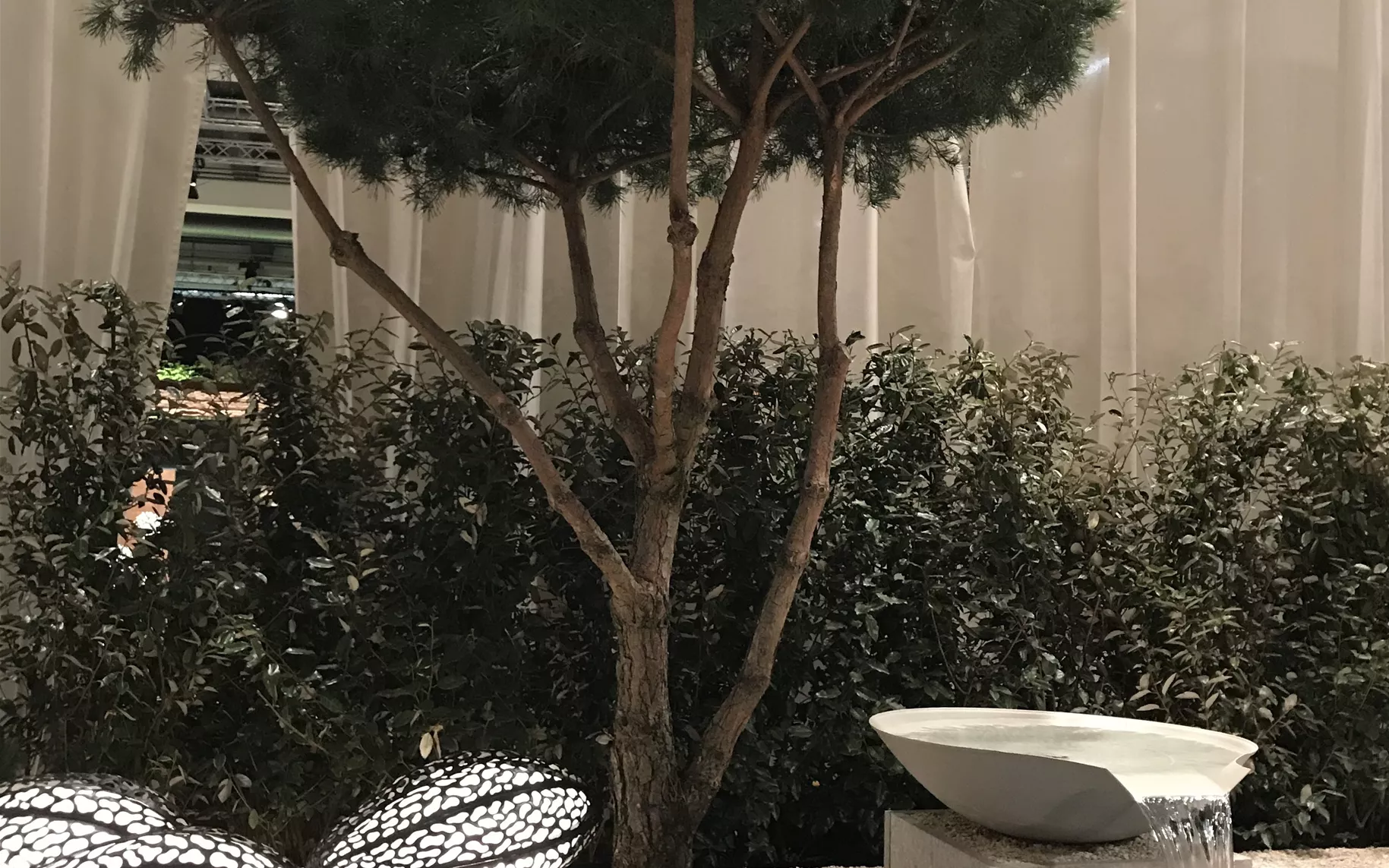 Pinus sylvestris Schirmform_Bepflanzung.jpg