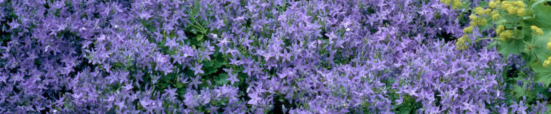 Campanula-poscharskyana Stella.jpg