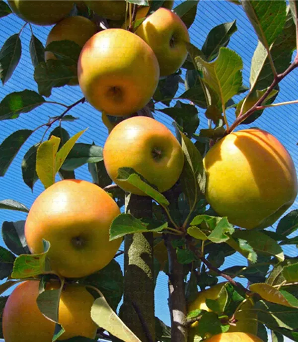 Malus (Apfel) 'Opal'