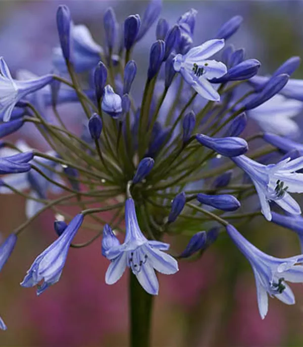 Agapanthus 'Dr Brouwer'