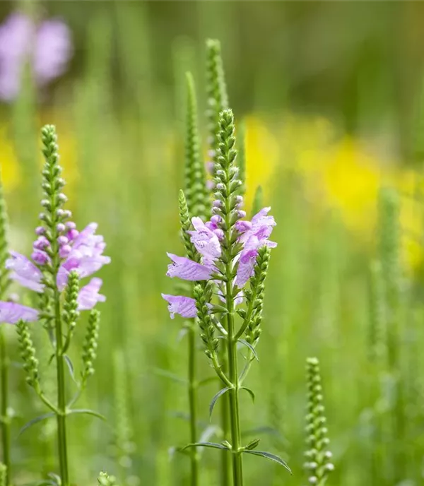 Physostegia virg. 'Bouquet Rose'
