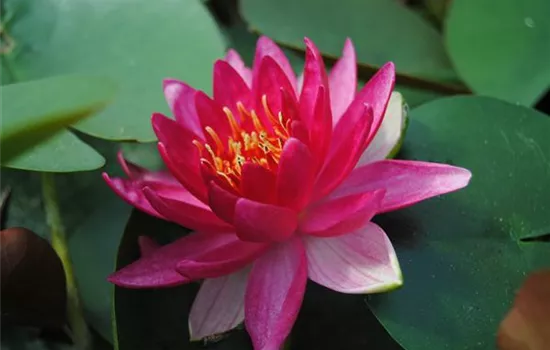 Nymphaea 'Escarboucle'