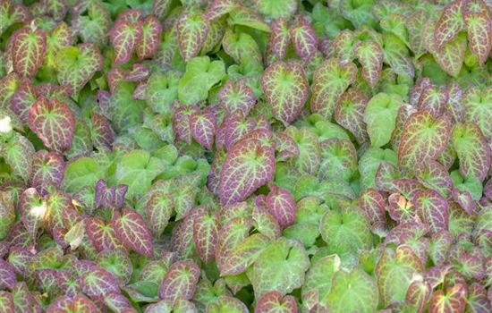 Epimedium perralchicum (x) 'Frohnleiten'
