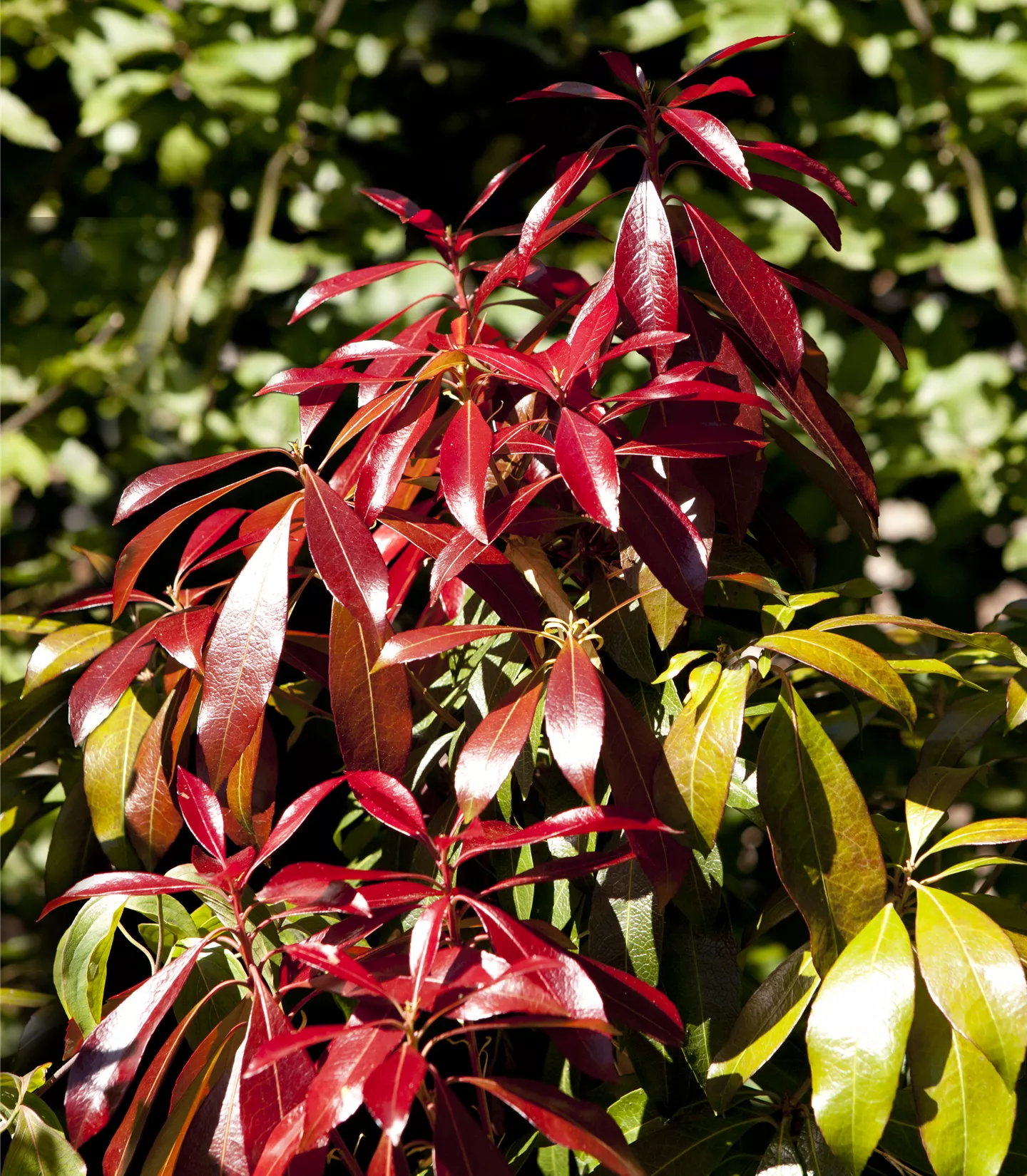 Pieris japonica 'Red Mill'