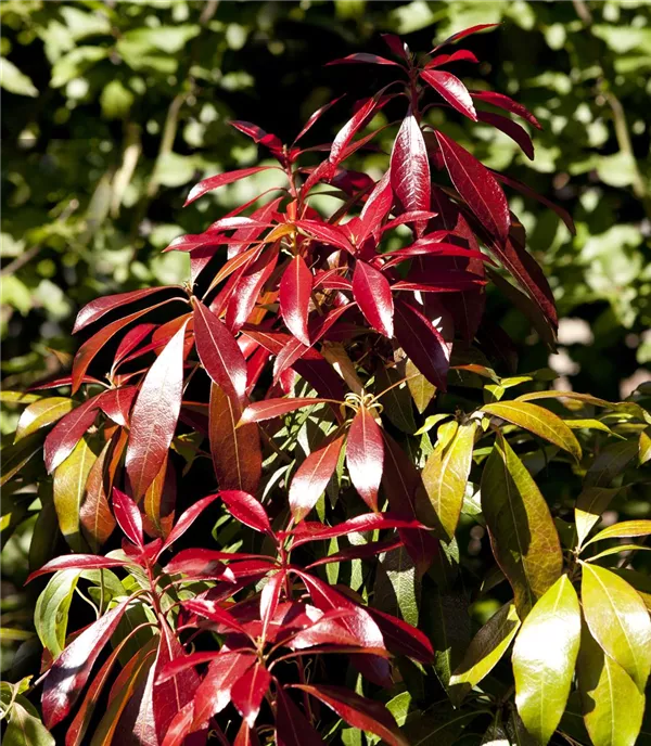 Pieris japonica 'Red Mill'