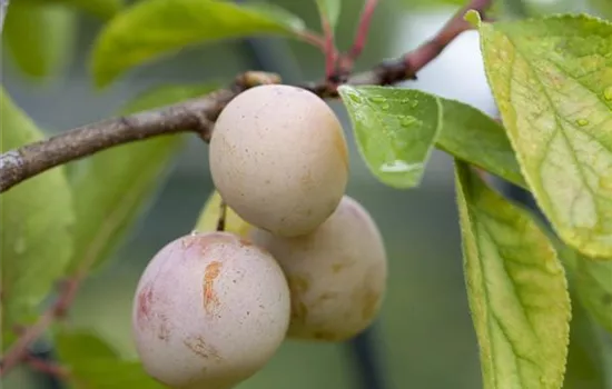 Prunus (Mirabelle) 'Mirabelle de Nancy'