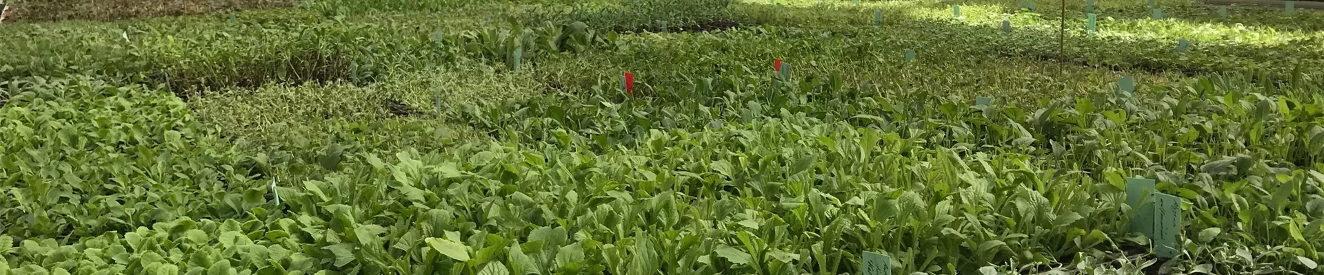 Vermehrung GWH Bottmingen 3.jpg Vermehrung GWH Bottmingen 3.jpg