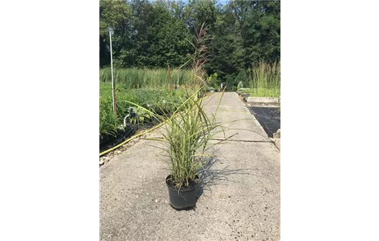 Miscanthus sinensis 'Ferner Osten'
