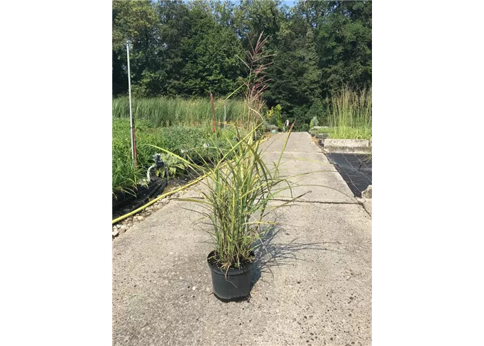 Miscanthus sinensis 'Ferner Osten' Miscanthus sinensis 'Ferner Osten'