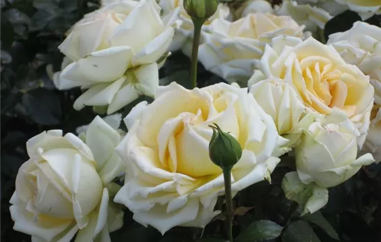 Rosa (Teehybride) 'Ambiente'