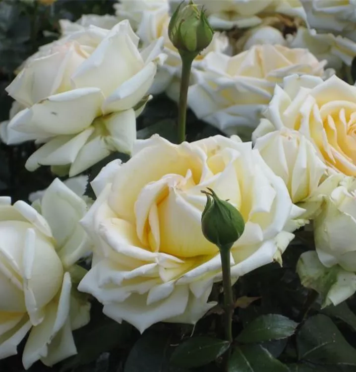Edelrose 'Ambiente'® - Rosa (Teehybride) 'Ambiente'