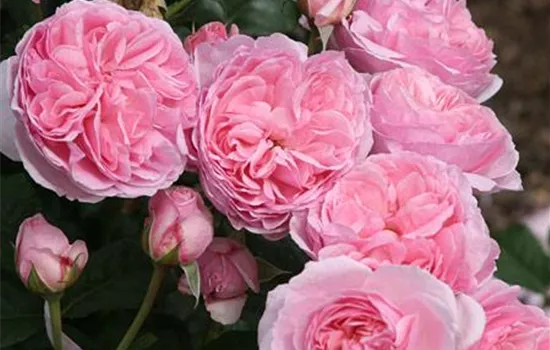 Rosa (Strauchrose) 'Flashlight'