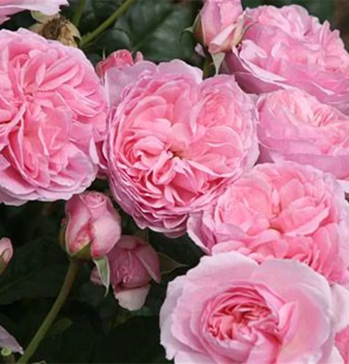 Rosier 'Flashlight'