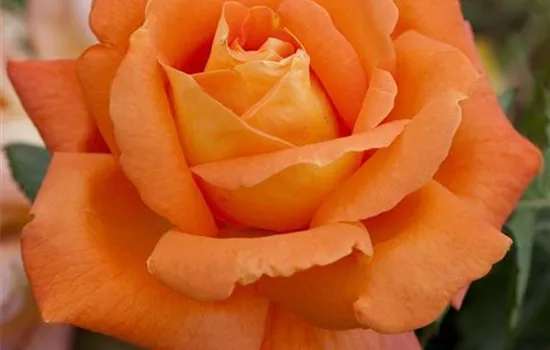 Rosa (Teehybride) 'Louis de Funès'