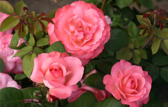 Rosa (Teehybride) 'Pink Panther'
