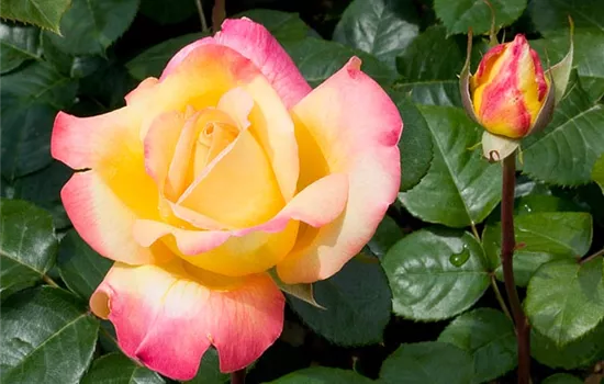Rosa (Teehybride) 'Pullman Orient Express'