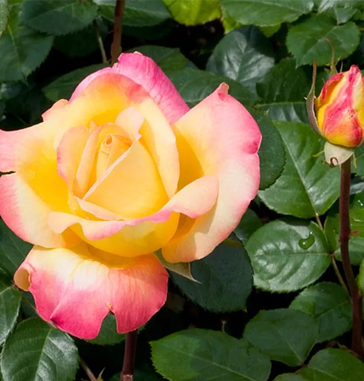 Edelrose 'Pullman Orient Express'® - Rosa (Teehybride) 'Pullman Orient Express'