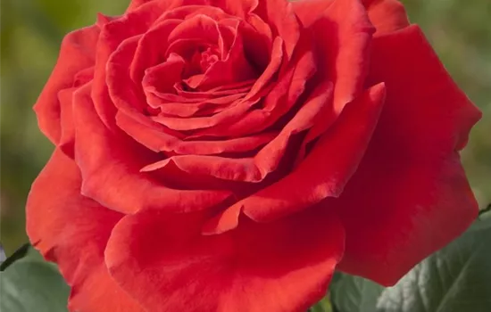 Rosa (Teehybride) 'Rouge Meilland'