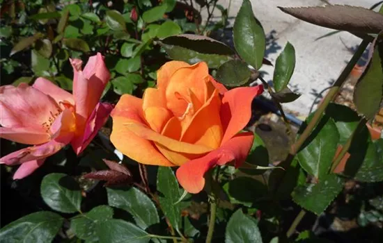 Rosa (Teehybride) 'Sutter's Gold'