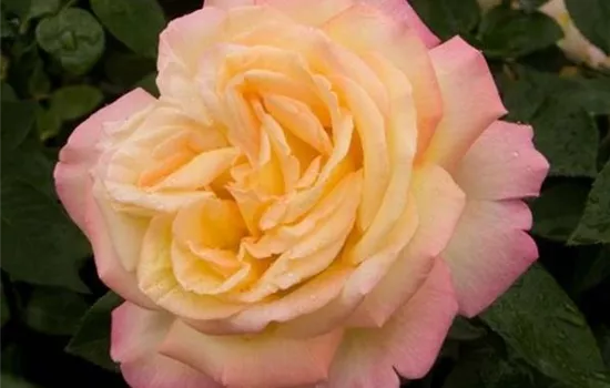 Rosa (Teehybride) 'Mme A. Meilland'