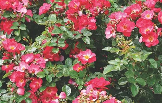 Rosa (Strauchrose) 'Residenz'