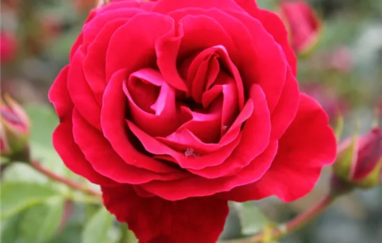 Rosa (Strauchrose) 'Tornella'
