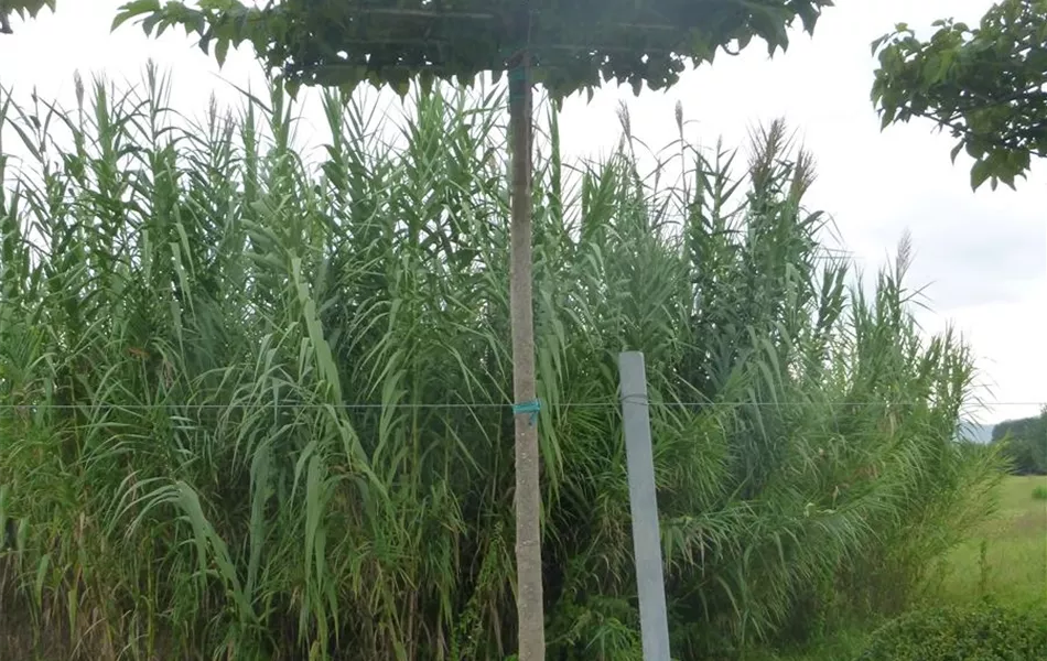 Morus platanifolia dachförmig Morus platanifolia dachförmig