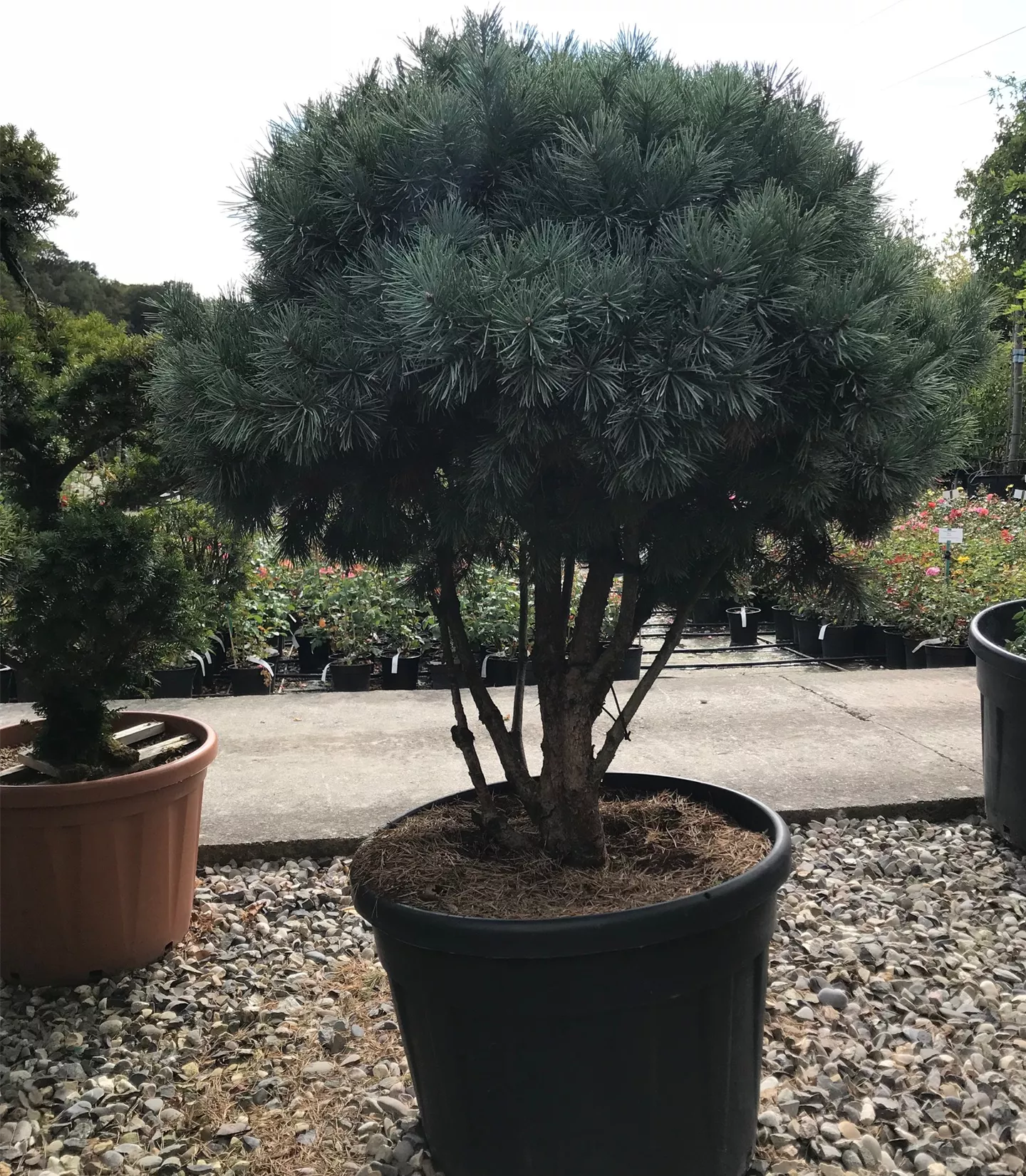 Pinus sylvestris 'Watereri', Schirmform Pinus sylvestris 'Watereri', Schirmform