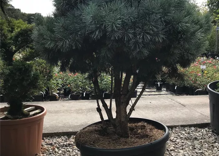 Pinus sylvestris 'Watereri', Schirmform