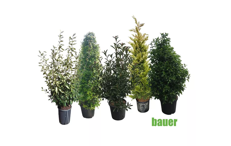 Heckenmischung Die Immergrüne Heckenmischung Die Immergrüne