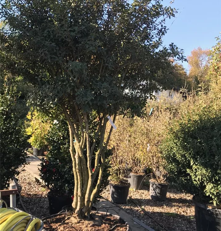 osmanthus-burkwoodii-schirmform-burkwoods-duftbl-te-schirmf-rmig