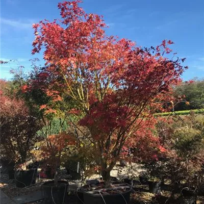im Container Höhe 300-350cm - Fächerahorn 'Kogane-nishiki' - Acer palmatum 'Kogane-nishiki'