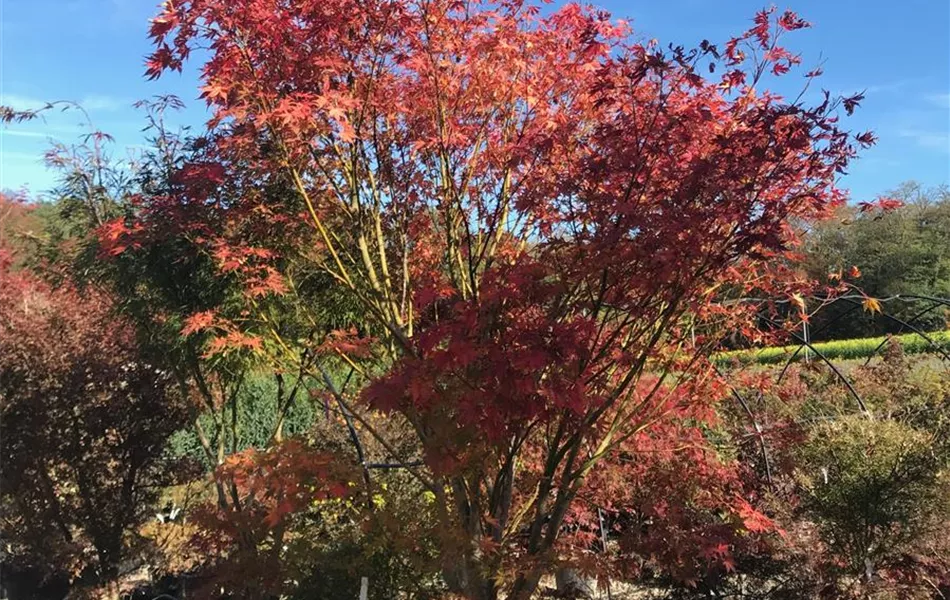 Acer palmatum 'Kogane-nishiki' Acer palmatum 'Kogane-nishiki'