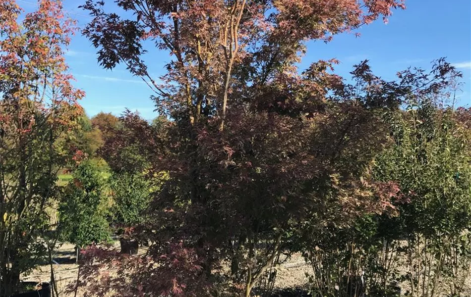 Acer palmatum 'Butterfly' Acer palmatum 'Butterfly'
