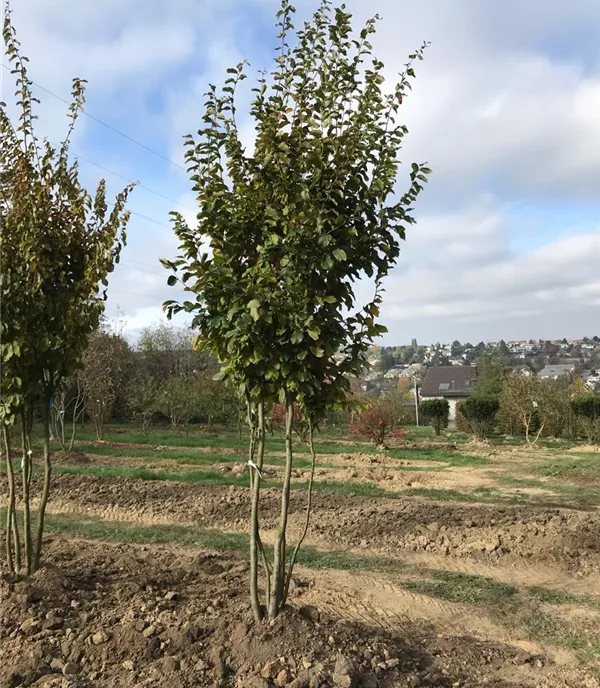 Parrotia persica Schirmform